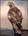 _0SB1925w red-tailed hawk
